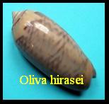 Oliva (Miniaceoliva) hirasei, KIRA 1959 