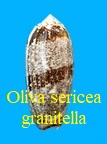 Oliva sericea granitella, Lamarck 1811