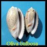 Oliva (Carmione) bulbosa, Röding 1798