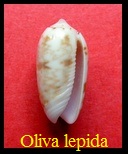 Oliva (Galeoda) todosina lepida Duclos, 1835