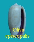 Oliva episcopalis, Lamarck 1811