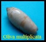 Oliva (Multiplicoliva) multiplicata, Reeve 1850