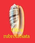 Oliva (Oliva) rubrolabiata, Fischer 1903