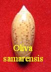 Oliva (Oliva) samarensis, Johnson 191