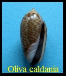 Oliva (Proxoliva) caldania, Duclos 1835 