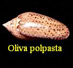 Oliva (Strephona) polpasta, Duclos 1835