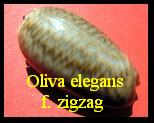 Oliva ( Viduoliva) elegans f. zigzag, Perry 1811 