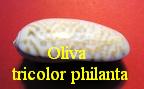 Oliva (Viduoliva) tricolor philanta, Duclos 1835