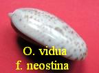 Oliva (Viduoliva) vidua f. neostina, Duclos 1840