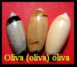 Oliva (oliva) oliva, Linné 1758 