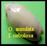 Oliva annulata f. nebulosa