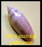 Oliva australis (Actuoliva) f. pallescens, Petuch & Sargent 1986