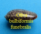 Oliva (Carmione) bulbiformis funebralis, Lamarck 1811