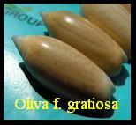 Oliva (Oliva) oliva Linné 1758f. gratiosa, Vanatta 1915 