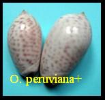 Oliva (Strephona) peruviana+