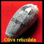 Oliva reticulata (PNG), Roeding 1798 