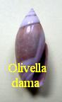 Olivella (Olivella) dama, Wood 1828