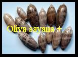 oliva sayana