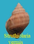 Struthiolaria (Pelicaria) vermis, Martyn 1784