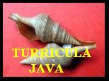 TURRICULA JAVA