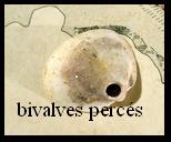 bivalves percés 